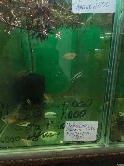 Аквариумные рыбки