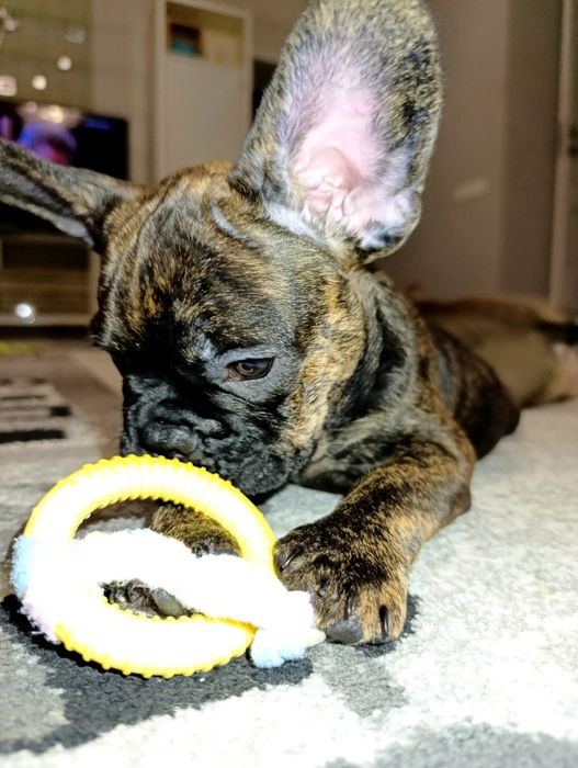 Щенки французский бульдог