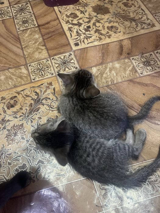 Отдам котят с доставкой до двери