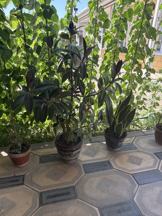 Цветы в домашних условиях