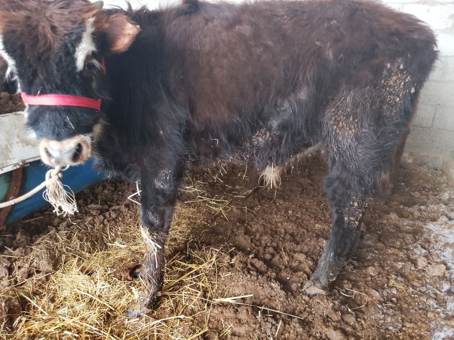 Zotdor buqacha sotiladi