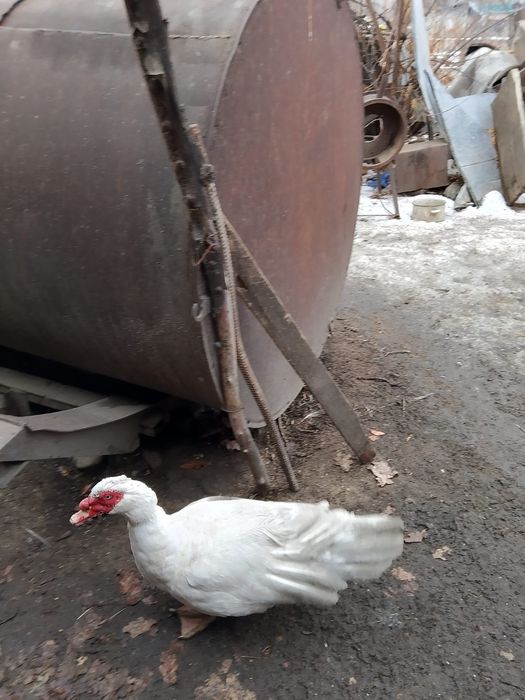 Продаются индоутки