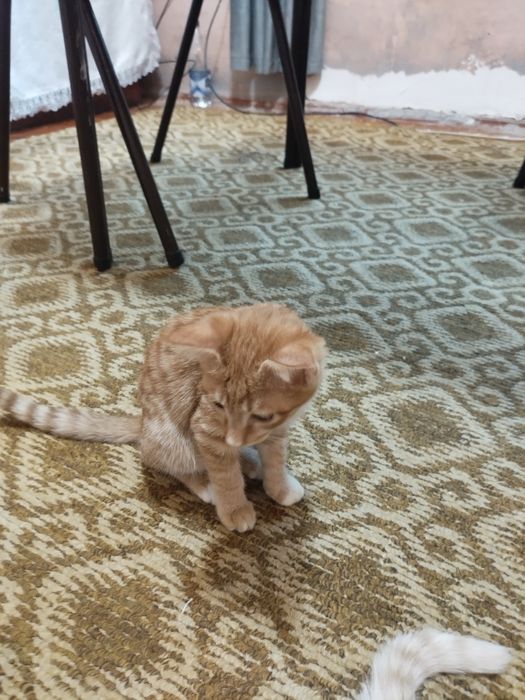 Отдадим котят в хорошие руки