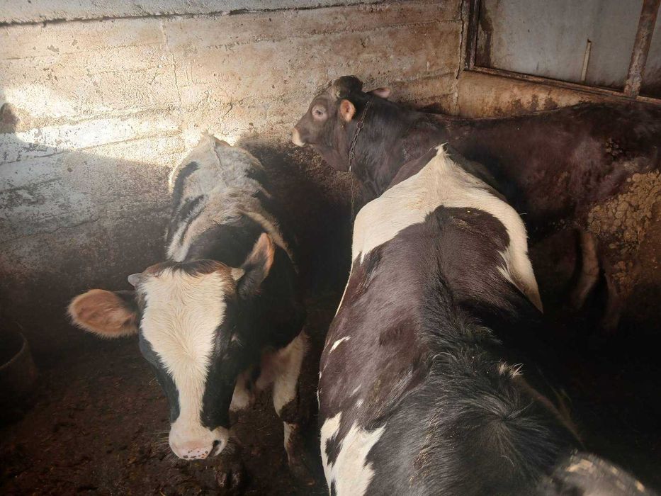 Продавам БИО телета