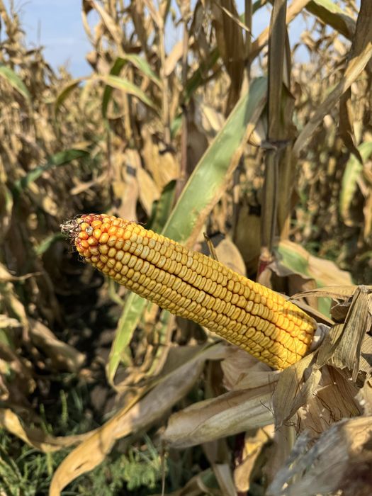 Vand porumb boabe 2025