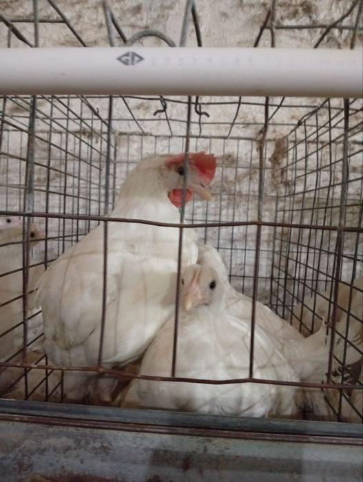 100кунлик жужалар сотилади