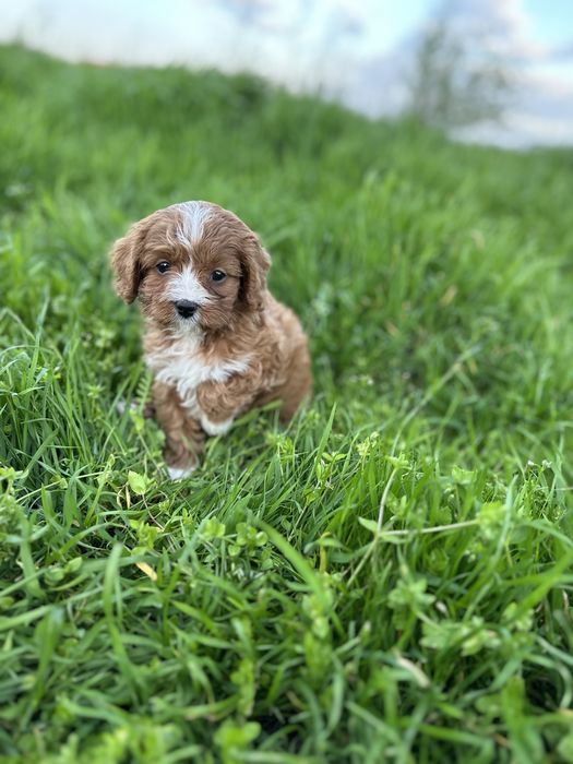 Кавапу / Cavapoo