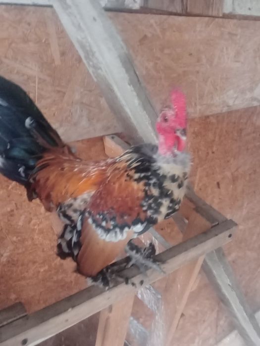 Pitici garlejate și normale