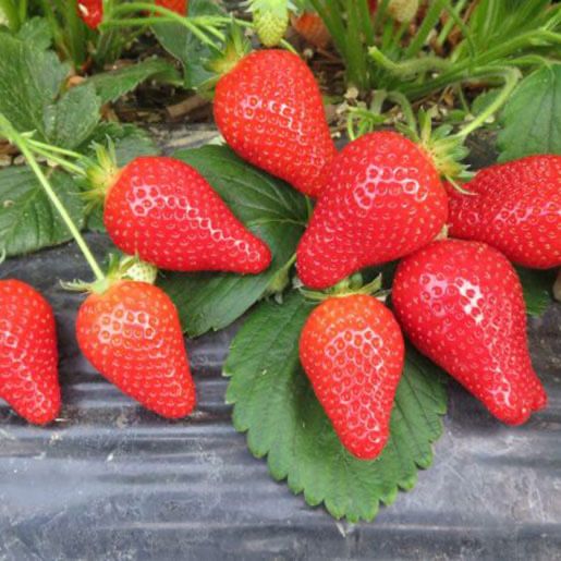 Разсад ягоди Азия, Клери, Албион и малини Полка, Люлин