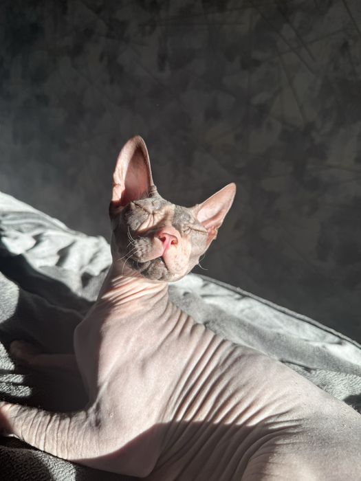 Кошка канадский сфинкс