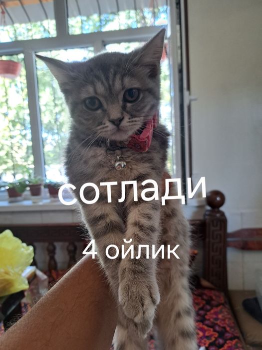 Мушук зотли британский