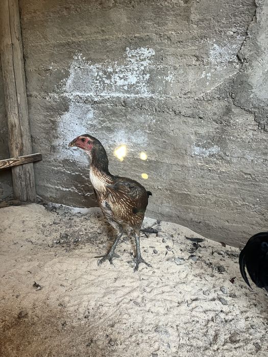 дакан   тауықтар