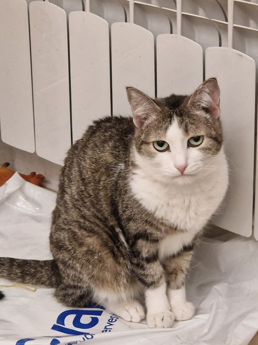 Отдам кошку в добрые руки