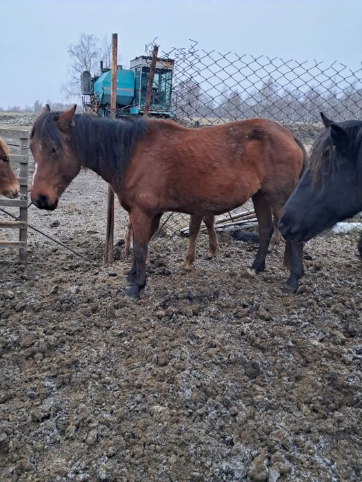 Лошади кобылы продаются