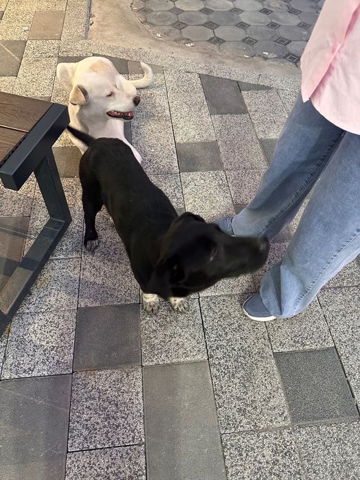 Хочу пристроить собачек