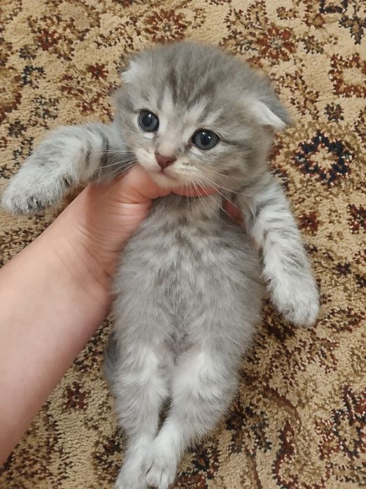 Вислоухие британские котята