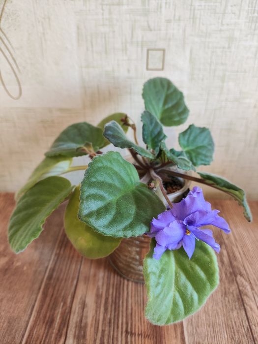 Продам цветы феалки