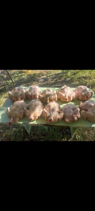 Продам домашний бройлеры.