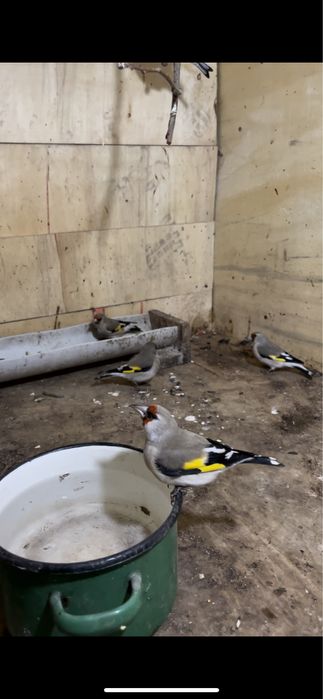 Щеглы седоголовые