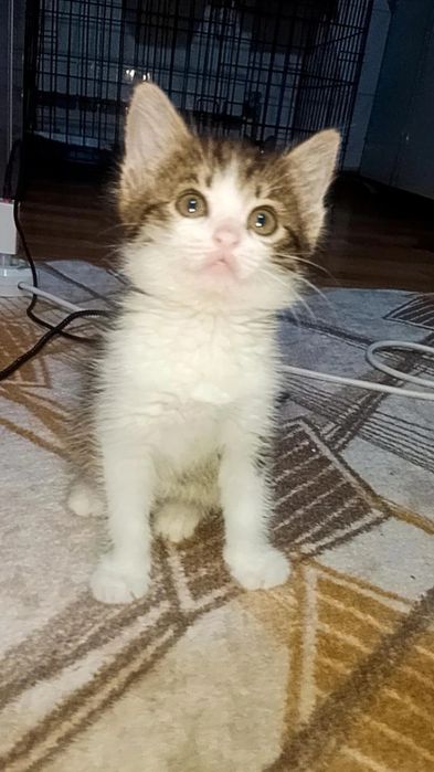 В ответственные руки котёнок