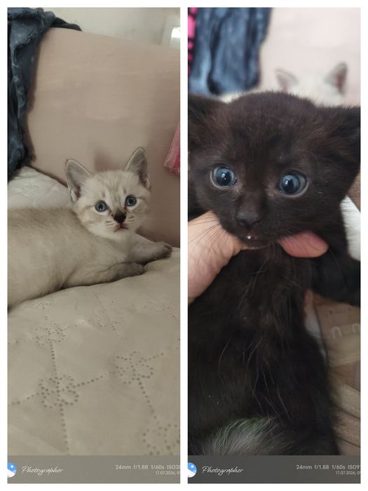 Котята возраст 1 мес