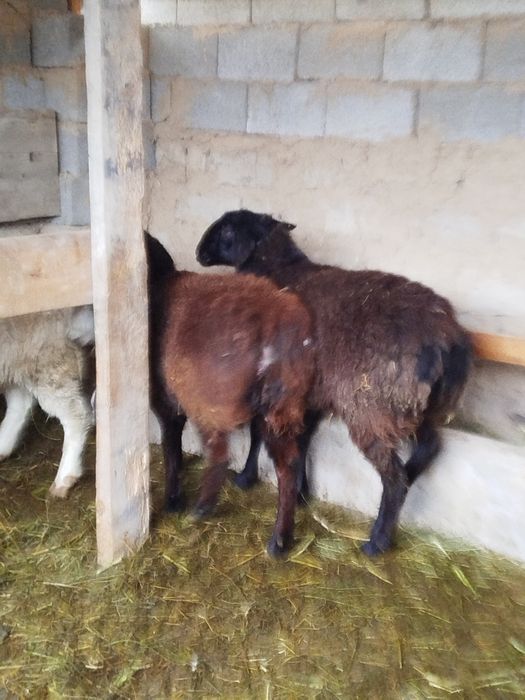 Қой сатылады Тұсақ