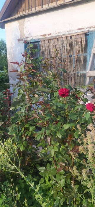 Продажа дачи "Здравница".