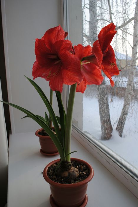 Луковицы гиппеаструма