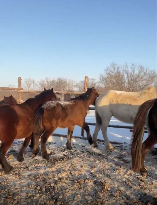 Продам жабагы еркек !