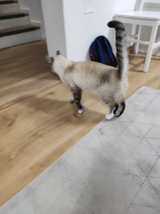 Ofer motan spre adoptie, din Ipotesti Suceava.