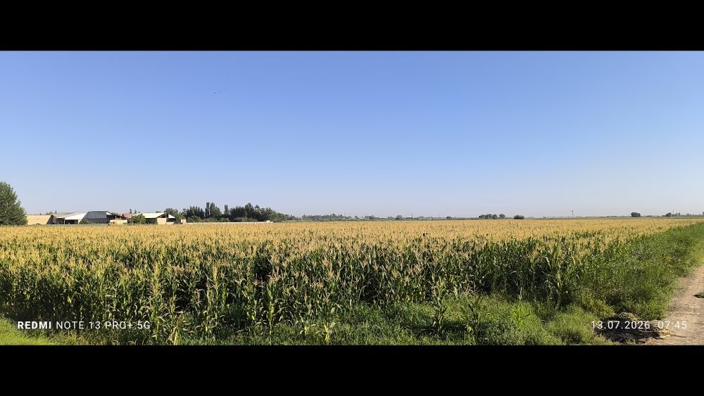 Chorva mollari uchun sifatli don siloslari.Dastafka xizmatlari mavjud.
