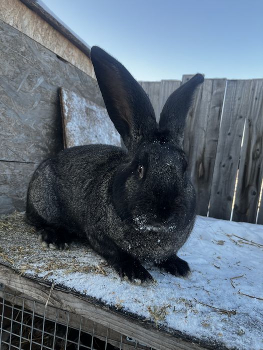 Urias german masculi 1 an