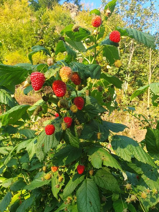 Zmeură BIO, nestropită si afine de pădure