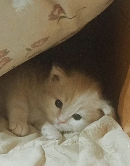 Отдам котёнка в добрые руки.