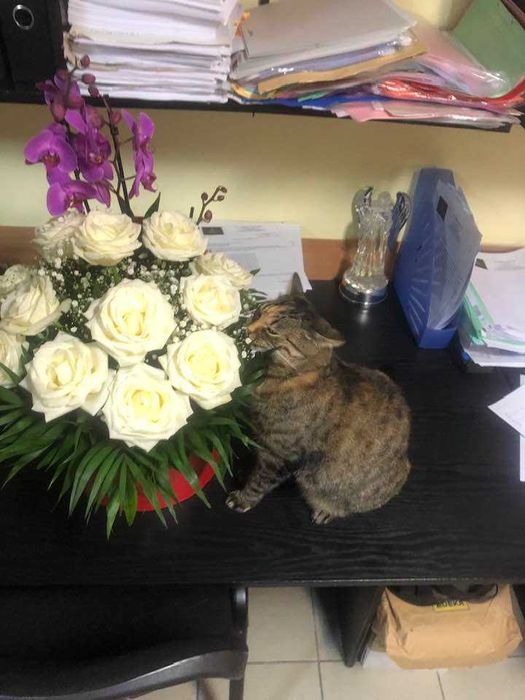 ANUNT IMPORTANT: se cauta stapan pentru o pisica cu personalitate mare