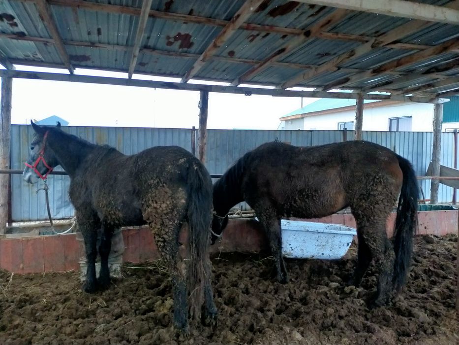 Семіз жылқы сатамын