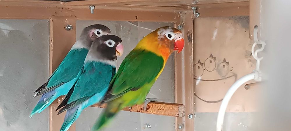 2 perechi papagali Agapornis + colivie mare cu 2 cuiburi