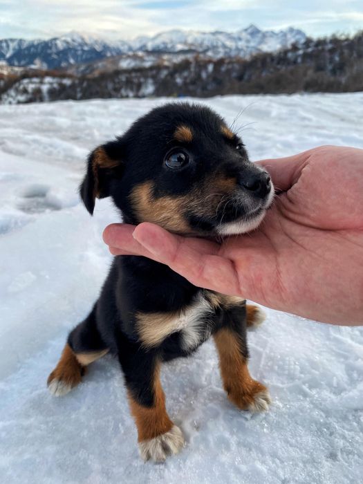 Щенок девочка ищет доброго хозяина