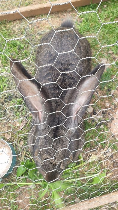 Urias german din parinti atent selectati