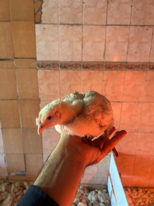Продам цыплят домашние