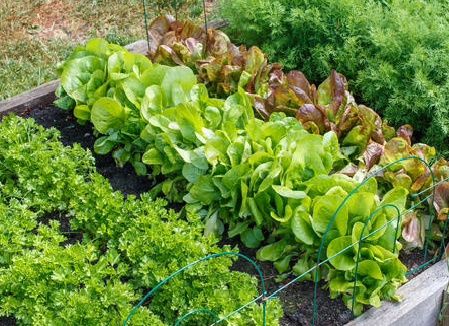 Продам Дачу С/О Борки.