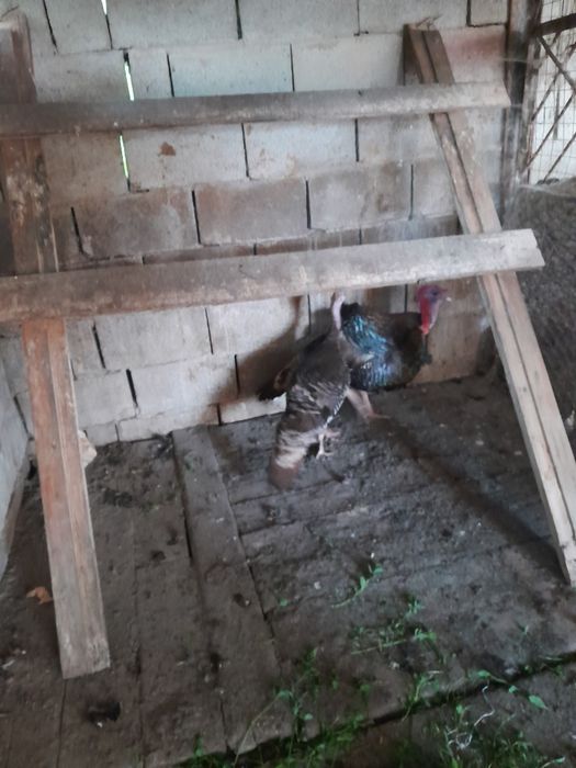 Продам пару индюков ,самец и самка