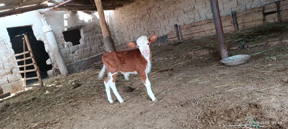 25 кундик бузау сатылады