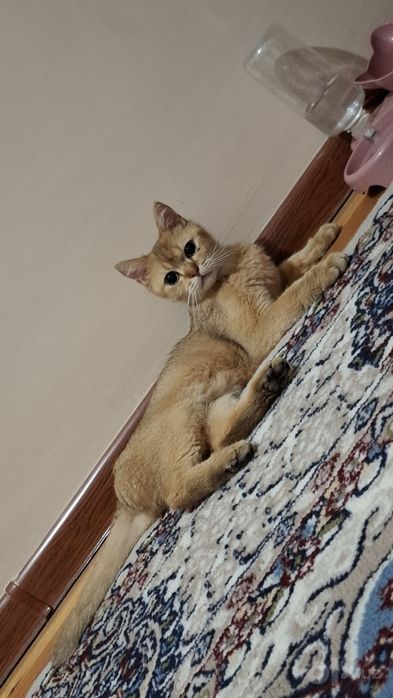 Zalataya shinhsila 1 yosh