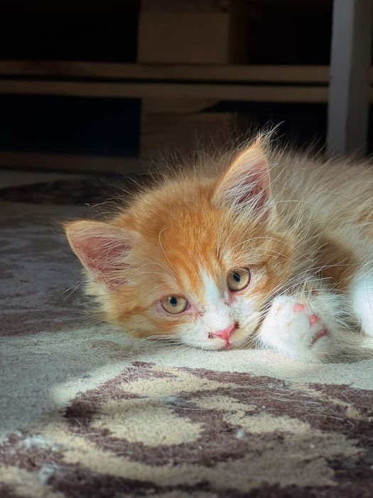 Котёнок ищет дом