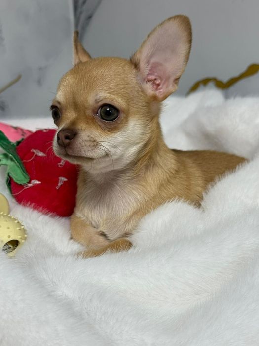 Чихуахуа мальчик рыжий