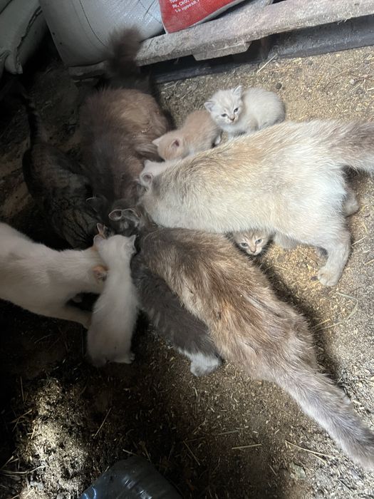 Отдам котят в добрые руки