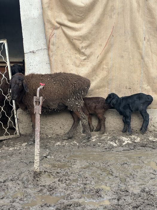 Қозылы қой Бараны