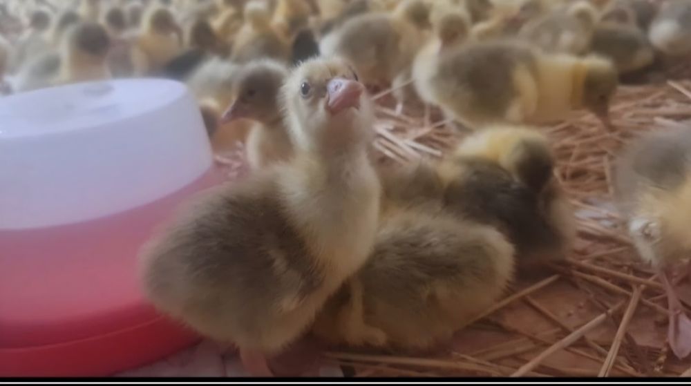 Vand Boboci de  Gasca