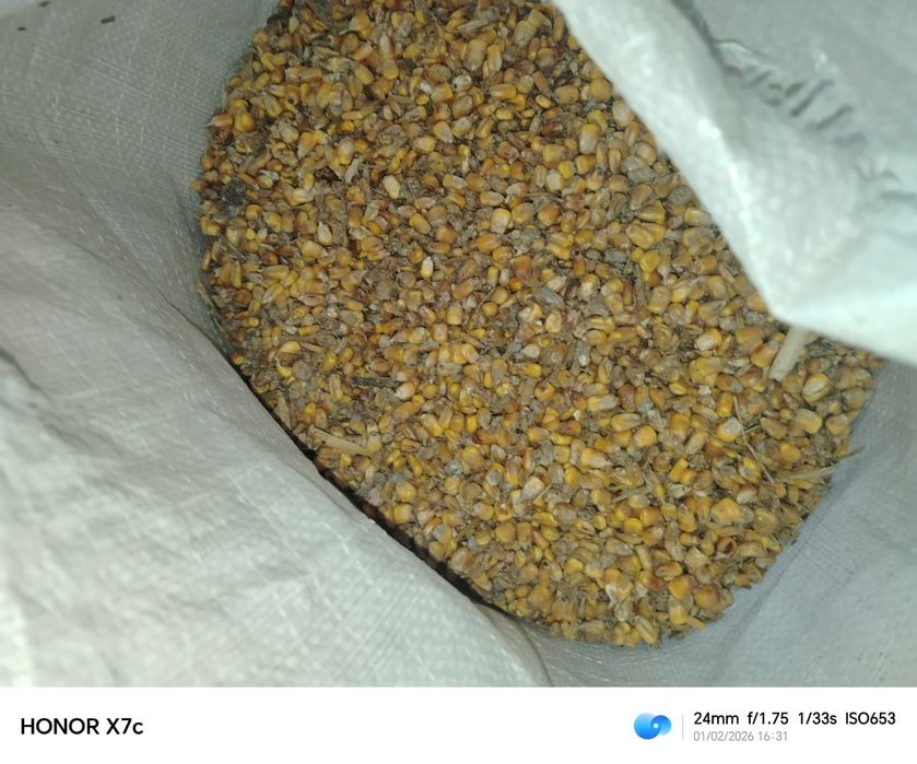 Жүгері. Кукуруза